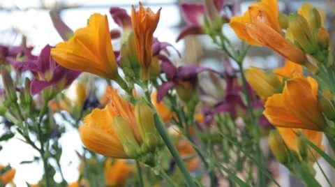Colorful Spring Flowers Stock Footage 8522676