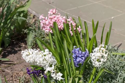 Colorful spring flowers. Stock Photos