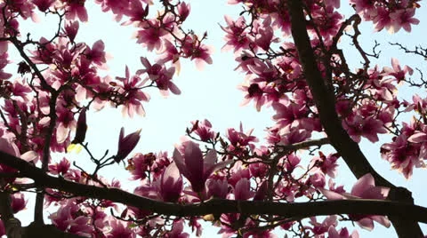 Colorful spring Stock Footage 22768526