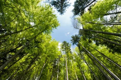 Colorful spring forest Foto stock