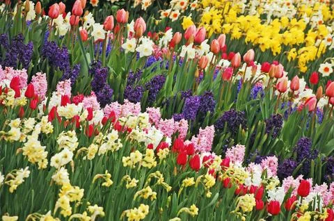 Colorful spring garden Stock Photos