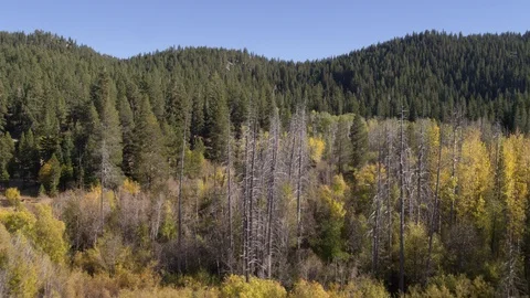 Colorful Spring Tree and Mountain Drone Shot Stock-Footage 96793957