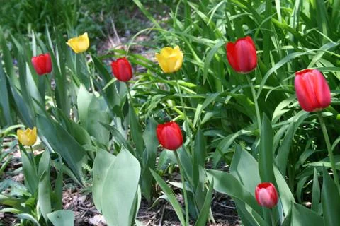 Colorful Spring Tulips 写真素材