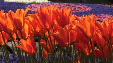 Colorful spring tulips reeling from side to side in garden Stock Footage 116813380