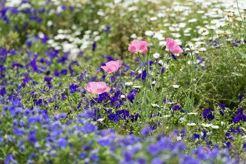 Colorful spring wildflowers meadow 스톡 사진