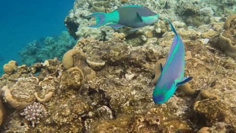 Colorful Steephead Parrotfish Fights Current to Feed off Coral Reef Stock Footage 306710472