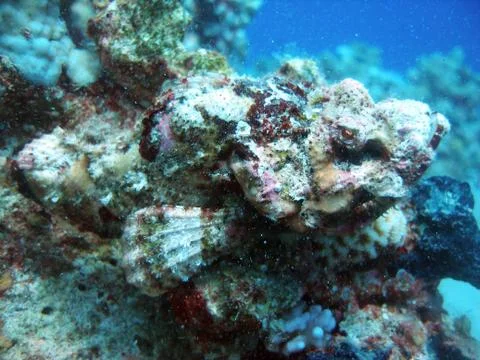 Colorful Stonefish Stock Photos