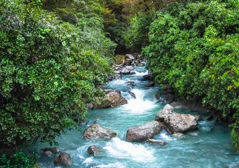 A colorful stream flows through a dense forest in New Zealand Stock Photos