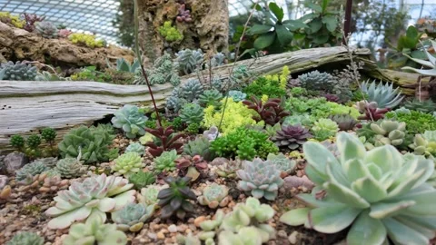 A colorful succulent garden display inside the Flower Dome at Gardens by the Bay Stock Footage 341781663