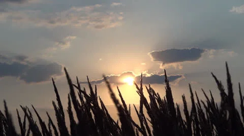 Colorful summer sunset 動画素材 25060179