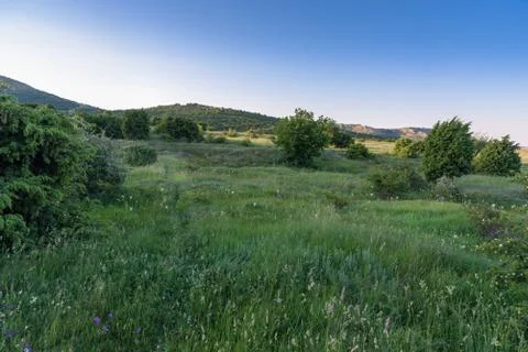 Colorful summer sunset in forest with path Fotos de archivo