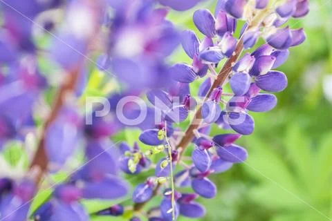 Colorful summer wildflower lupine close up photo. Stock Photos