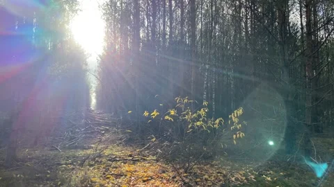 Colorful Sun in forest Vídeos de archivo 143552522