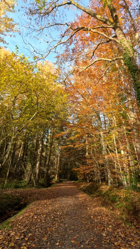 Colorful Sunny Forest During Fall Season Stock Footage 321745525