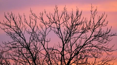 Colorful sunrise sky, clouds, wintry branches in foreground, bird - real time Stock Footage 154593581