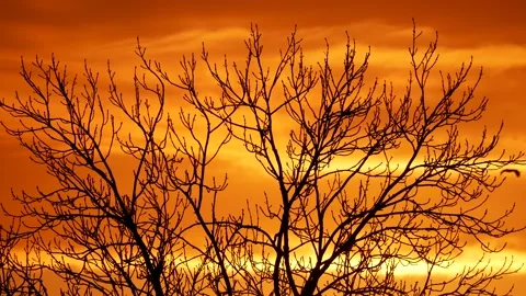 Colorful sunrise sky, clouds, wintry branches in foreground, birds - real time Stock Footage 154593997