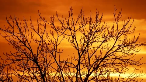 Colorful sunrise sky, clouds, wintry branches in foreground, birds - real time Stock Footage 154594013