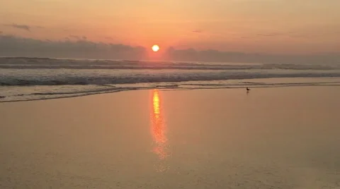 Colorful Sunset at Beach, Bird Flies Across Stock Footage 48937726