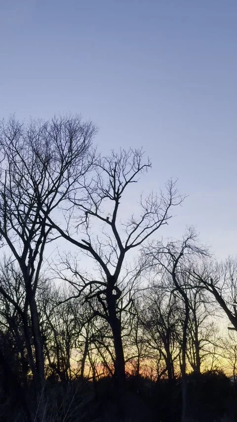 Colorful Sunset Behind Dense Bare Winter Forest Video stock 344717294