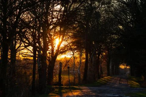 A colorful sunset between the  fields and the trees Stock Photos