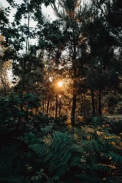 Colorful sunset burning between the trees and reflecting into the ferns Stock Photos