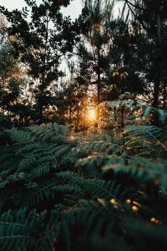 Colorful sunset burning between the trees and reflecting into the ferns Stock Photos