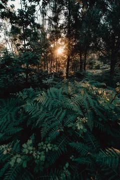 Colorful sunset burning between the trees and reflecting into the ferns Stock Photos