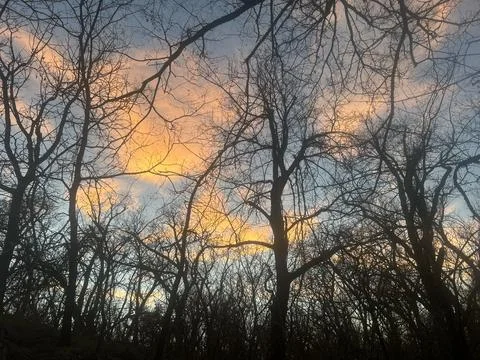 Colorful Sunset Clouds Through Bare Woodland Trees Fotos Stock