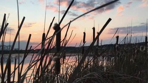 Colorful sunset by a lake. Cloud reflection. Trees on the horizon. Stock Footage 132106821