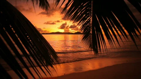 Colorful sunset with palmleafs Stock Footage 462533