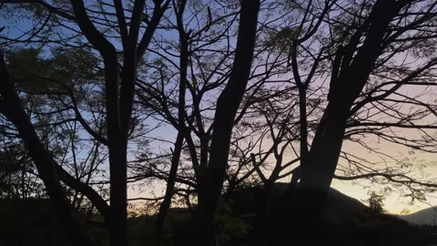 Colorful sunset timelapse. Through the branches of a tree Stock Footage 262307412