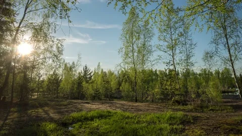 Colorful sunset in the woods. The sun rays cast shadows from birch trunks. Stock Footage 154486854