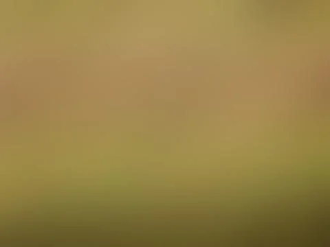 Colorful surface blurred gradient background Photos