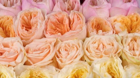 Colorful tender roses, rotating background Stock Footage 84051778