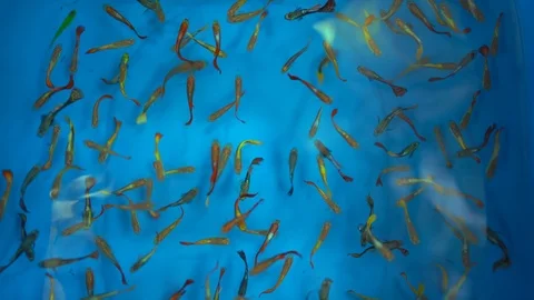 Colorful tiny fish swimming in blue pond basin background Stockbeeldmateriaal 123924047