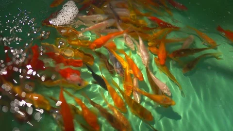 Colorful tiny fish swimming in green pond basin background Vídeo Stock 123923731