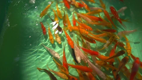 Colorful tiny fish swimming in green pond basin background Vídeo Stock 123923745