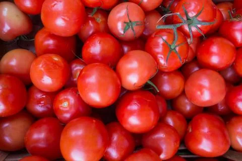 Colorful tomatoes Foto stock
