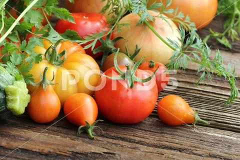 Colorful tomatoes - red,yellow , orange. Harvest vegetable cooking conception Stock Photos