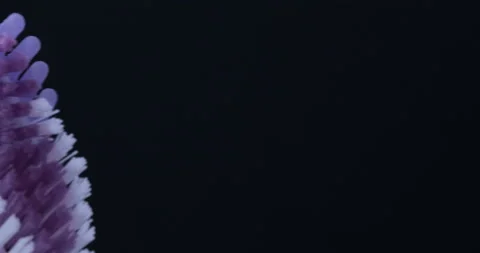 Colorful toothbrushes rotating. Close up Stock Footage 131001809