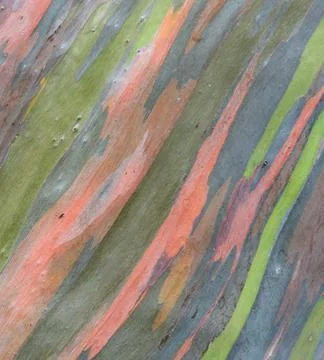 Colorful tree bark background Stock Photos