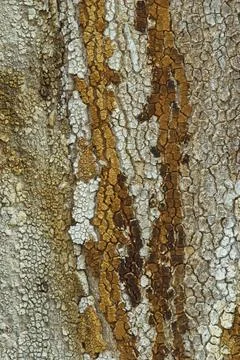 Colorful tree bark with multiple cracks and spots. Stock Photos