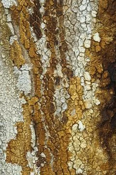 Colorful tree bark with multiple cracks and spots. Stock Photos