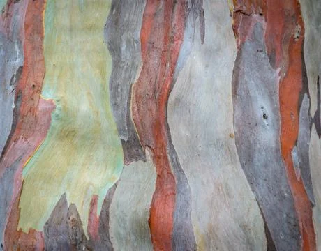 Colorful tree bark Stock Photos