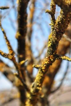 Colorful tree branches close up Foto stock