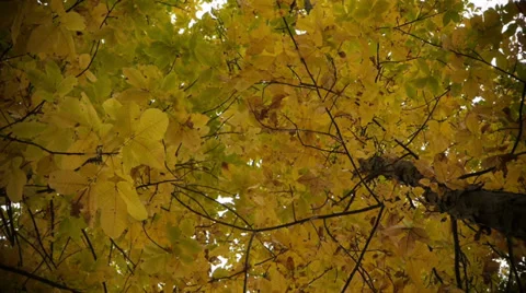 Colorful tree canopy Stock-Footage 33060815