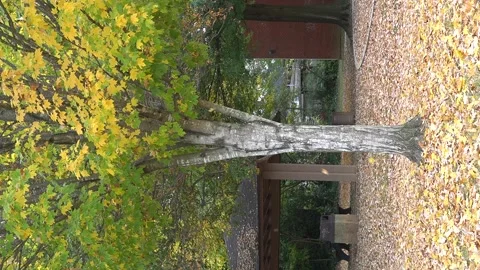 Colorful tree with falling leaves Stock Footage 290434239