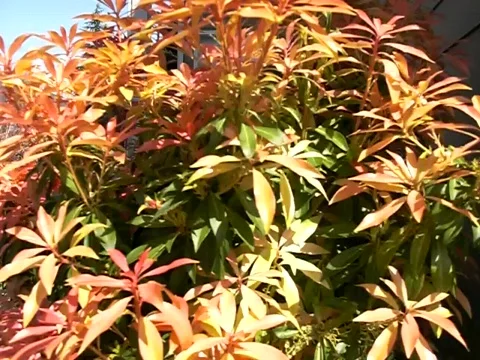 Colorful Tree Stock Footage 383866