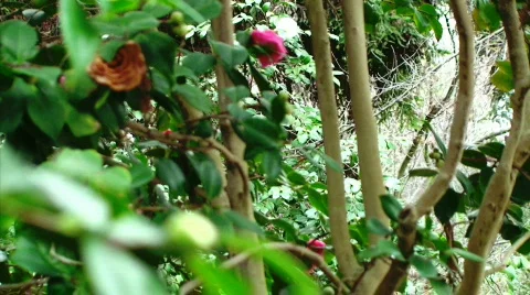 Colorful Tree Stock Footage 633442