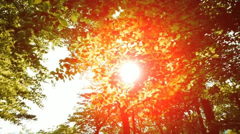 Colorful tree forest at sunset sun flare nature Stock Footage 24896516